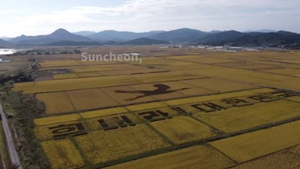 Una comunidad de corea del sur convirtió sus campos de arroz en arte