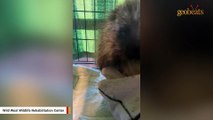 Covered in ants, porcupine shows up at wildlife center