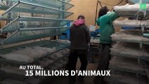 En larmes, la Première ministre danoise s'excuse pour l'abattage de millions de visons