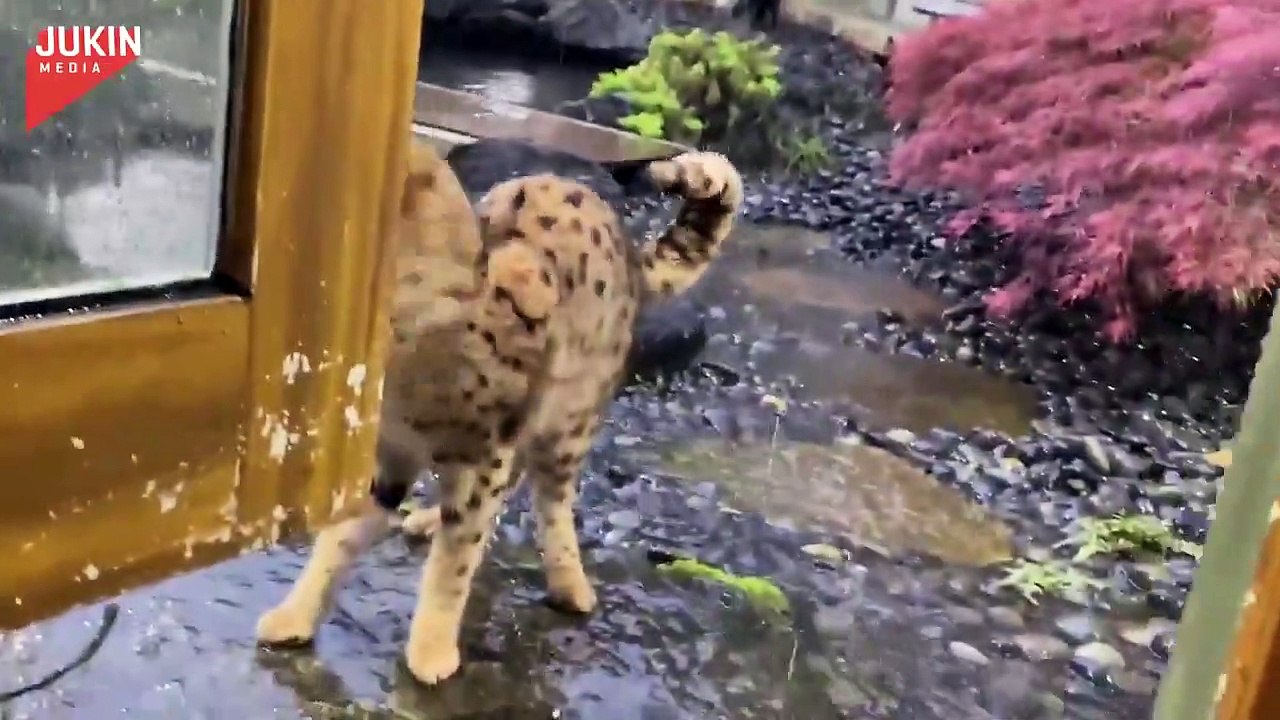 the rainy season is among us cat #cats #rain - my cats win among us...