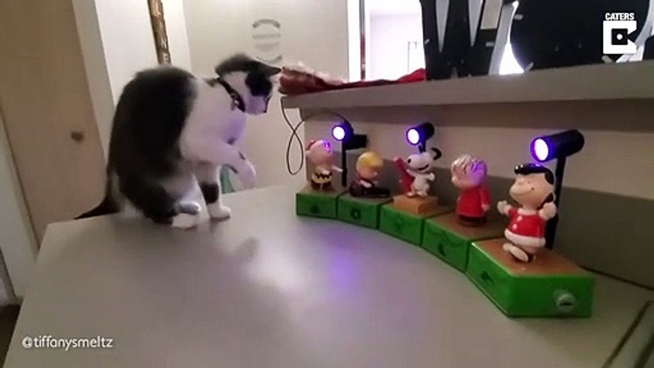 Ce chat va détester Noël pour le reste de sa vie