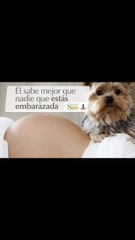 Él sabe mejor que nadie que estás embarazada | Cortos por Salud180