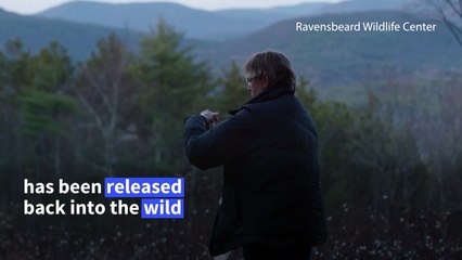 Rocky the owl flies to freedom after concrete jungle nightmare