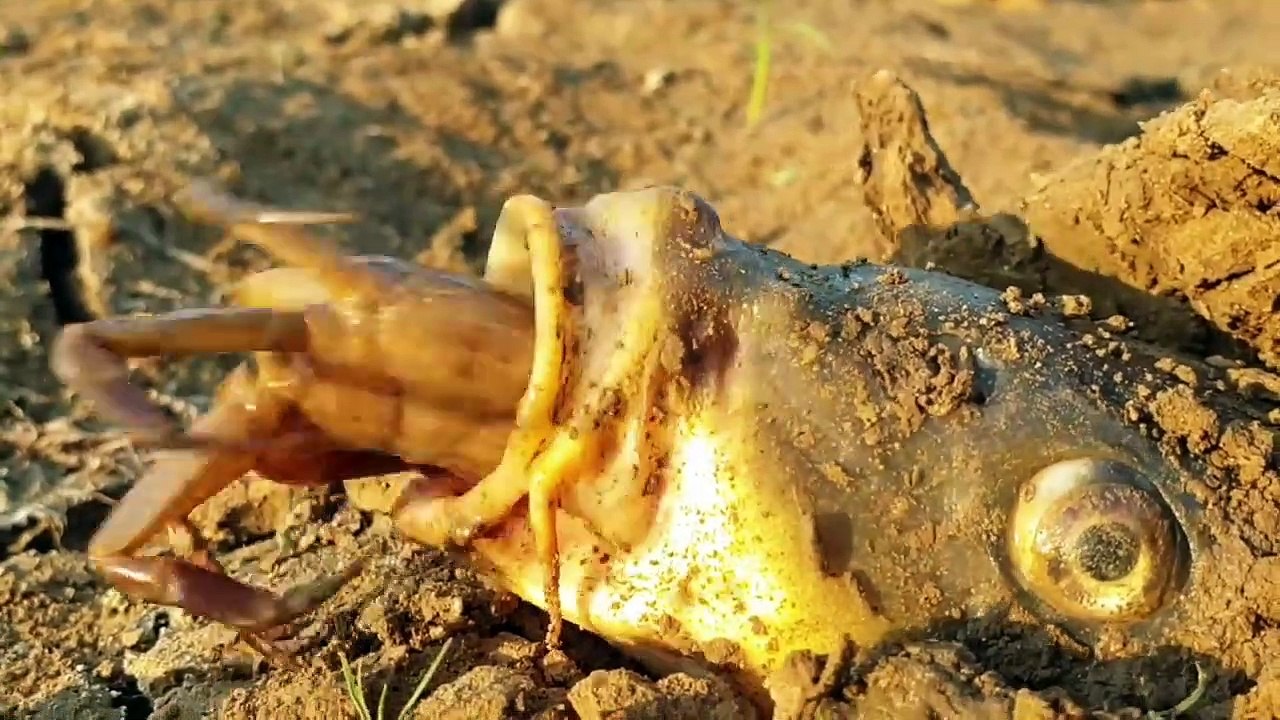 Best Viral Video _ Underground Monster Unique Hunting Style _ Intelligent Monste