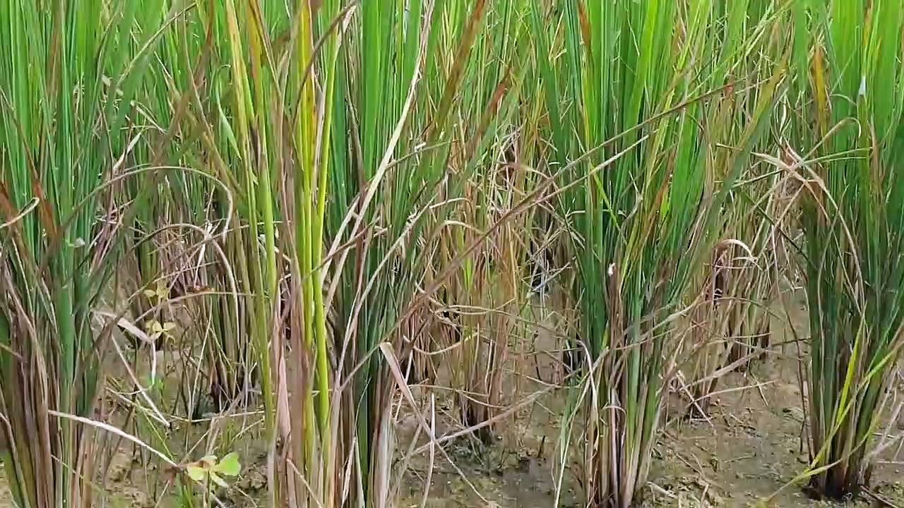 Underground Fish Come Out _ Viral Post 2020 _ Unique Fishing Video_ Big Fish Vs