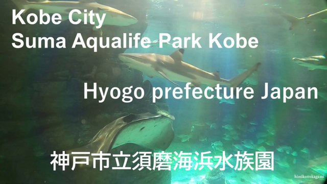 【兵庫県神戸市】神戸市立須磨海浜水族園【Hyogo prefecture】【Suma Aqualife Park】【japan】