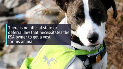 Emotional Support Dog Vest