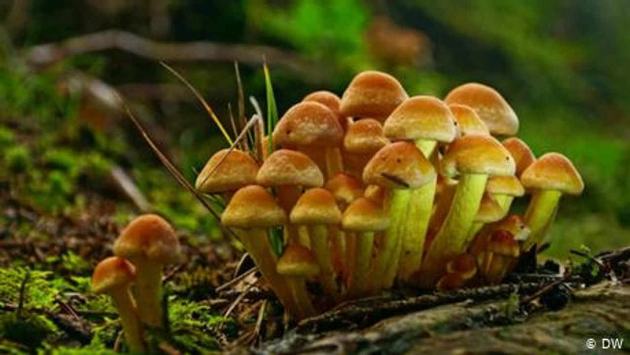 Can mushrooms replace plastic?