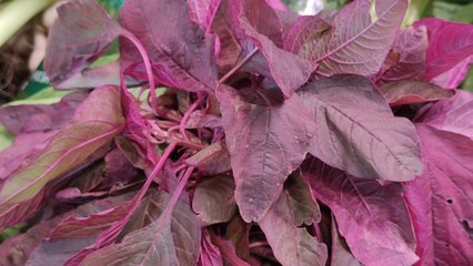 चौलाई खाने ये फायदे नहीं जानते होंगे आप । Health Benefits of Chaulai Saag । Boldsky