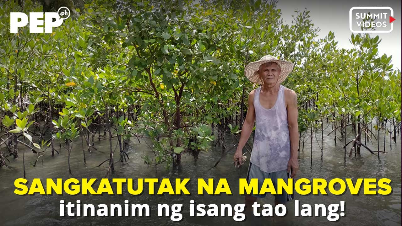 Lalaki mag-isang nagtanim ng 10,000 mangroves matapos na ma-Yolanda