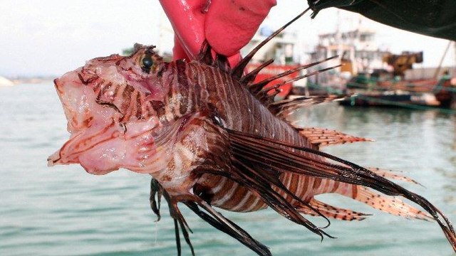 Süveyş Kanalı’ndan geliyor… Uzman isimden ‘aslan balığı’ uyarısı