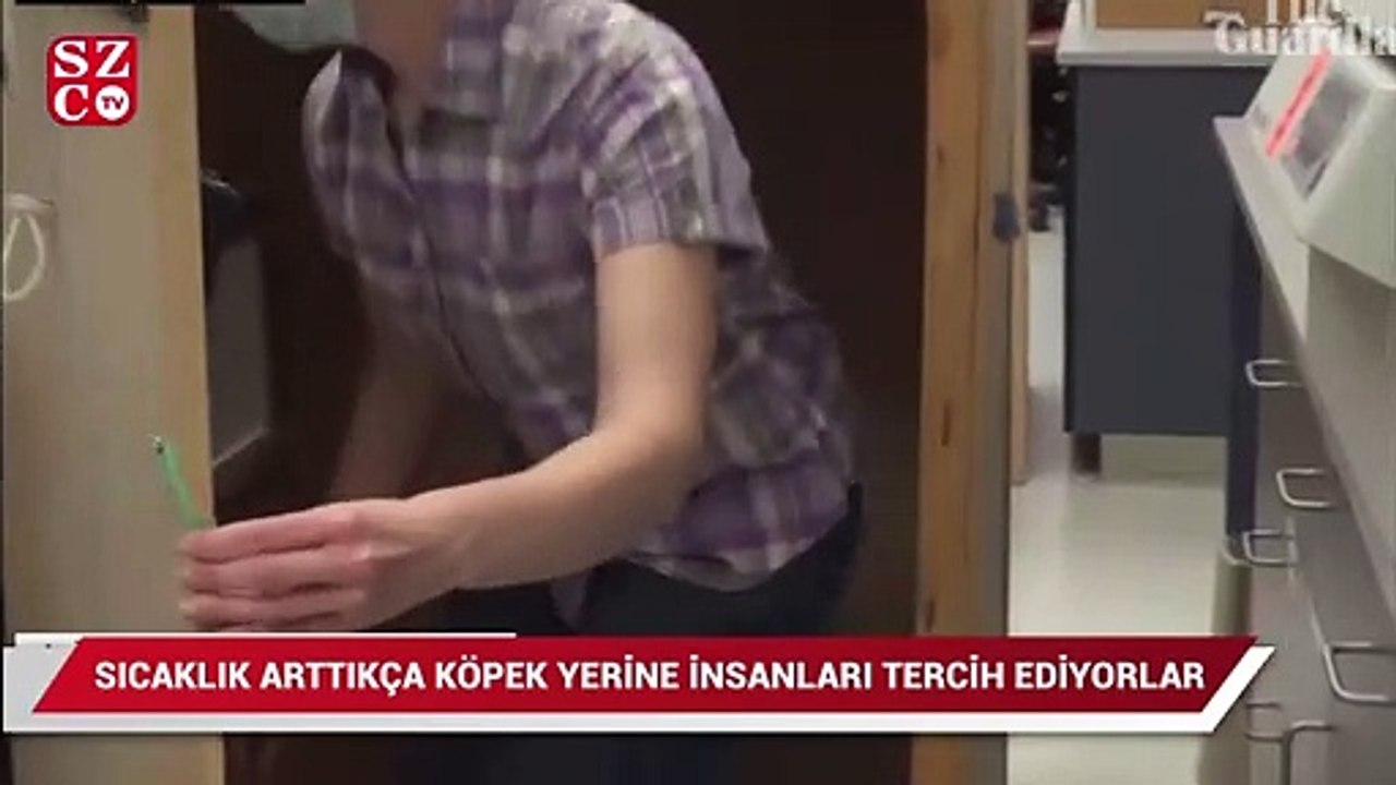 Sıcaklık arttıkça köpek yerine insanları tercih ediyorlar