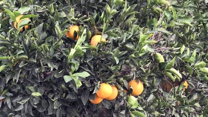 MERSİN - Narenciyede sıcaklık zararının TARSİM kapsamına alınması sektör temsilcilerini sevindirdi