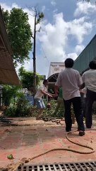 Amateur Tree Lopper Takes Out Roof