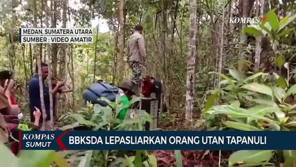 BBKSDA Lepasliarkan Orang Utan Tapanuli