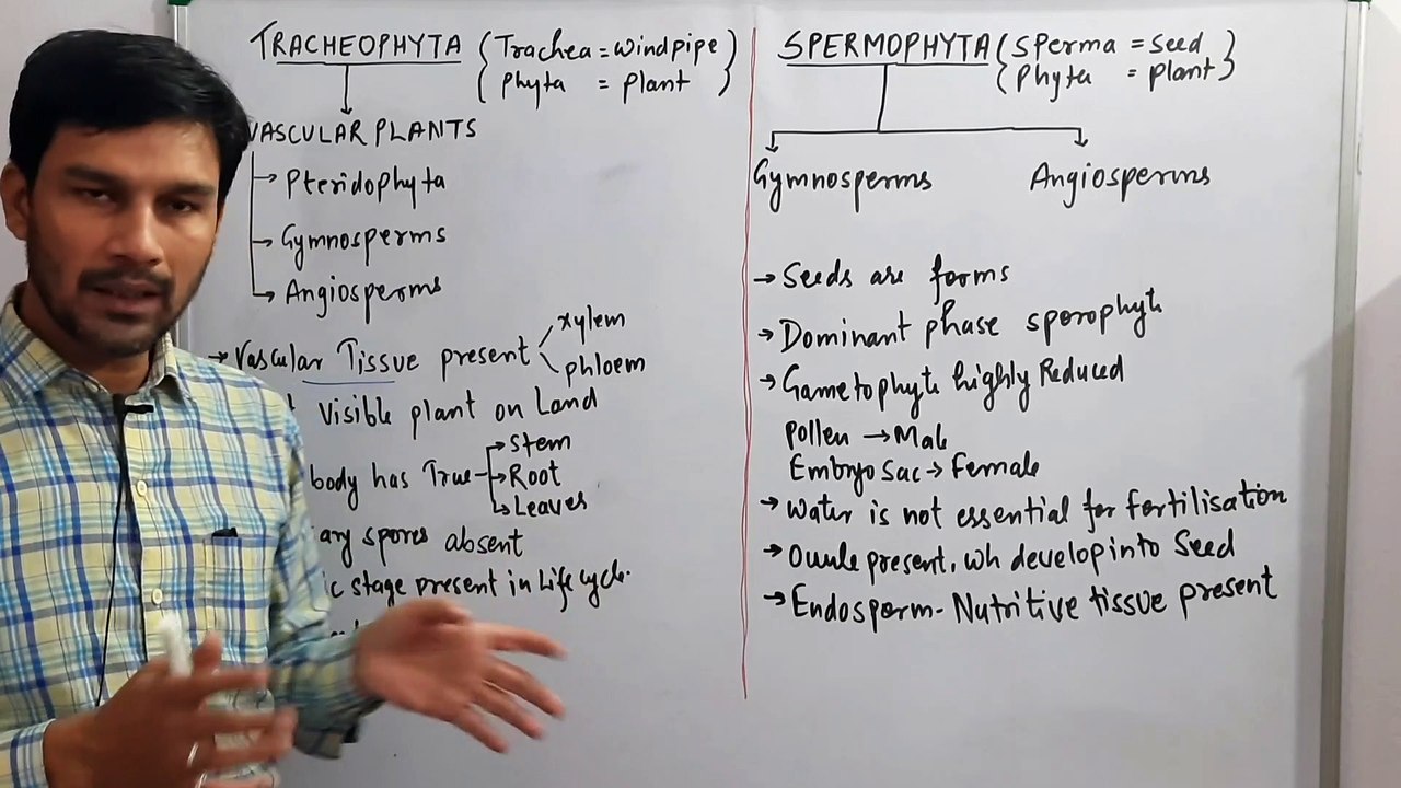 Spermatophyta & Tracheophyta-Plant Kingdom