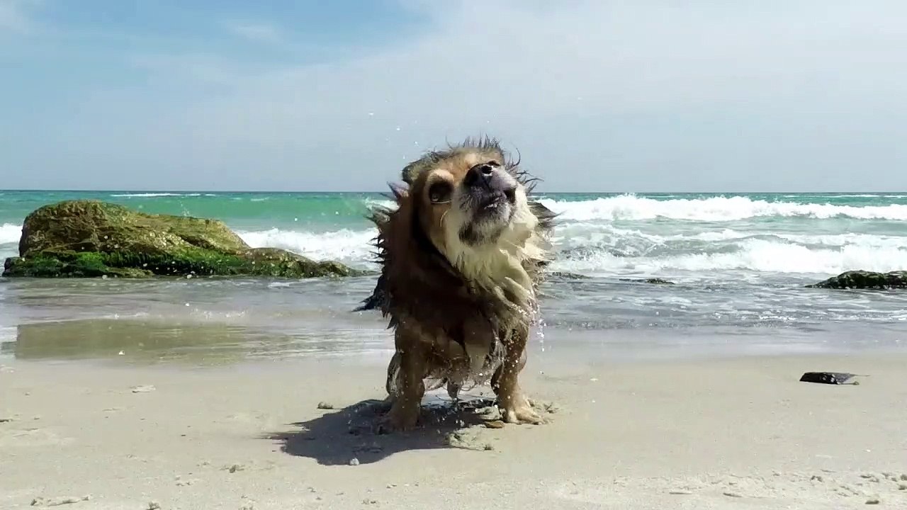 BUTIFHOOL DOG  WATER SWIMIMING ENJOY VIDEO
