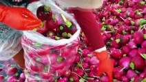 OSMANİYE - Tescilli Kadirli turpunda hasat mutlu başladı