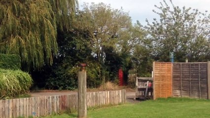 Falconry display spalding