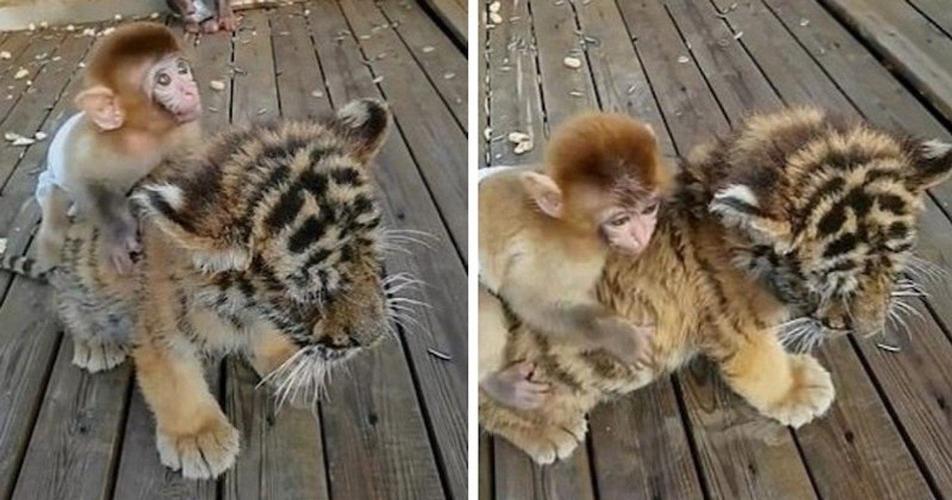 Un bébé singe s'amuse comme un petit fou en grimpant sur le dos d'un bébé tigre