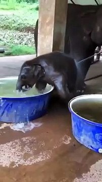 पानी के टब में कूद-कूदकर नहाया हाथी का बच्चा, देखिए ये क्यूट वीडियो