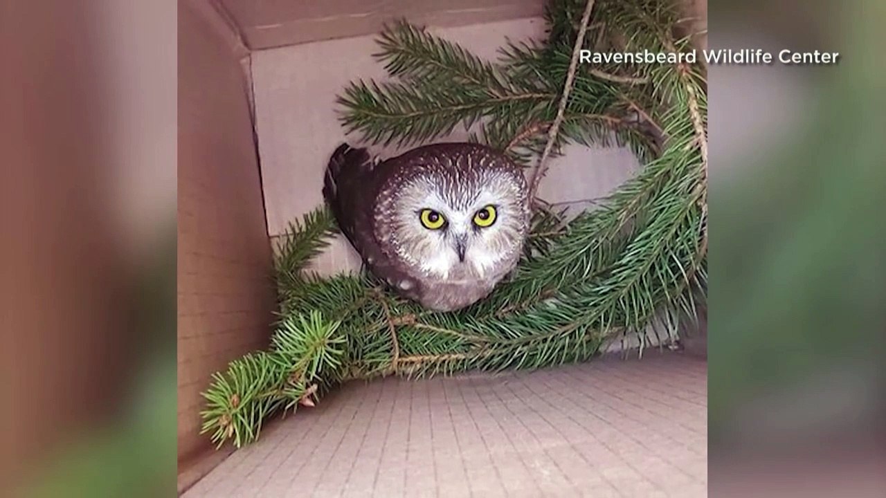 Weihnachts-Eule 'Rocky' ist wieder in Freiheit