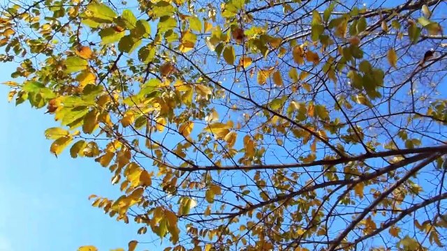 Autumn Leaves in Japan