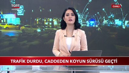 Tokat'ta Trafik Durdu, Caddeden Koyun Sürüsü Geçti