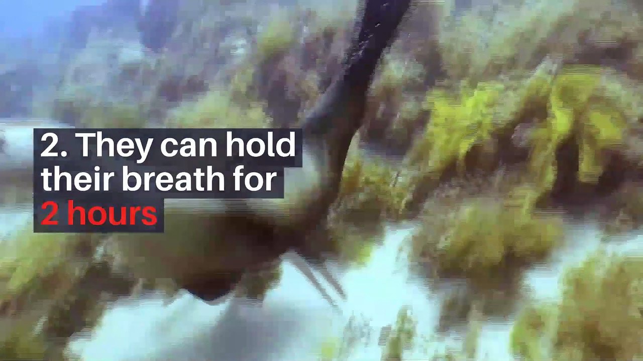 8 fun facts about seals