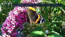 8 interesting facts about butterflies