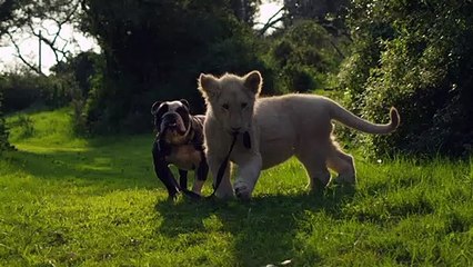 Adorable Video Displays Odd Friendship Between a Baby Lion and a Chimpanzee
