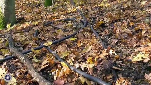 Cannabis factory found hidden in woodland shack off the A45 near Ecton, Northampton