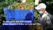 En Corse, la récolte des clémentines sauvée par les saisonniers marocains