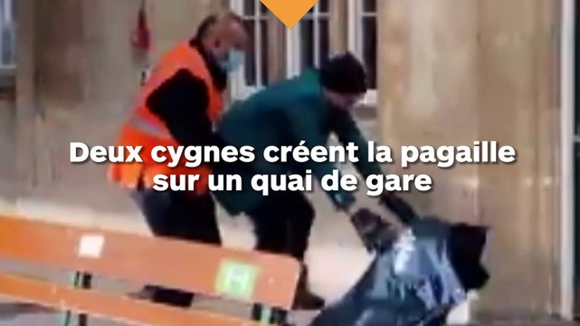 Deux cygnes créent la pagaille sur un quai de gare