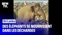 Sri Lanka: des éléphants obligés de se nourrir dans les décharges