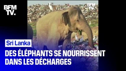 Download Video: Sri Lanka: des éléphants obligés de se nourrir dans les décharges