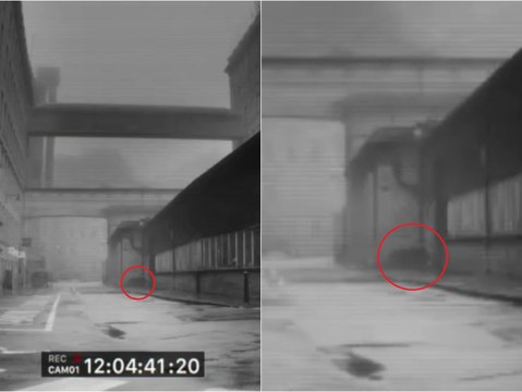 Second sighting of big black cat in Halifax