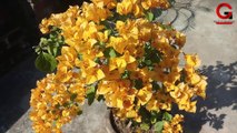 How to grow bougainvillea from cuttings |Bougainvillea cutting video