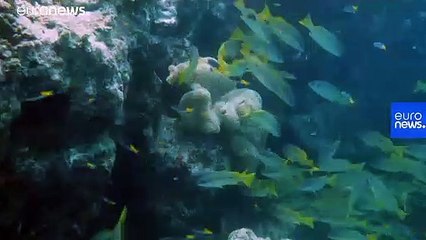 What are offshore renewables? And how do they work?