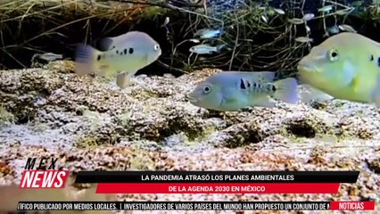 MARCELO EBRARD DIJO QUE MÉXICO ESTÁ PREPARADO PARA INICIAR LA VACUNACIÓN ANTES DE FIN DE AÑO
