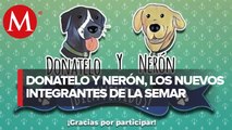 Así se llaman los perritos adoptados por la Marina tras las inundaciones en Tabasco