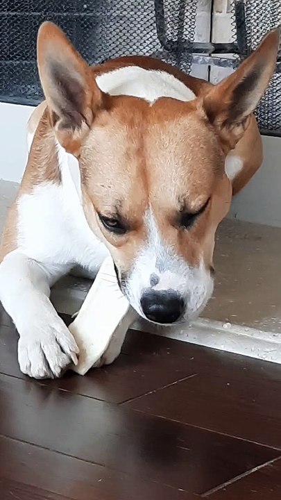 Tucker Carlson Eats A Treat