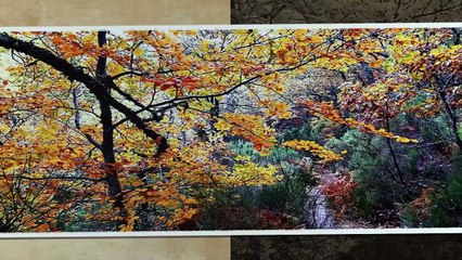 El Hayedo de la pedrosa en Riaza, Segovia, España