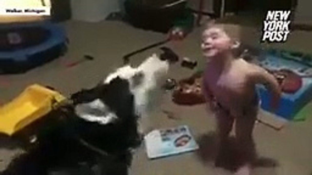 I dare you, don't laugh | comedy | funny animals