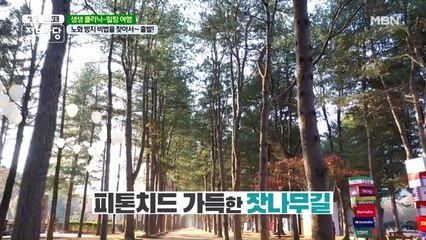 걷기만 해도 피부가 좋아지는 장소? '잣나무 길'