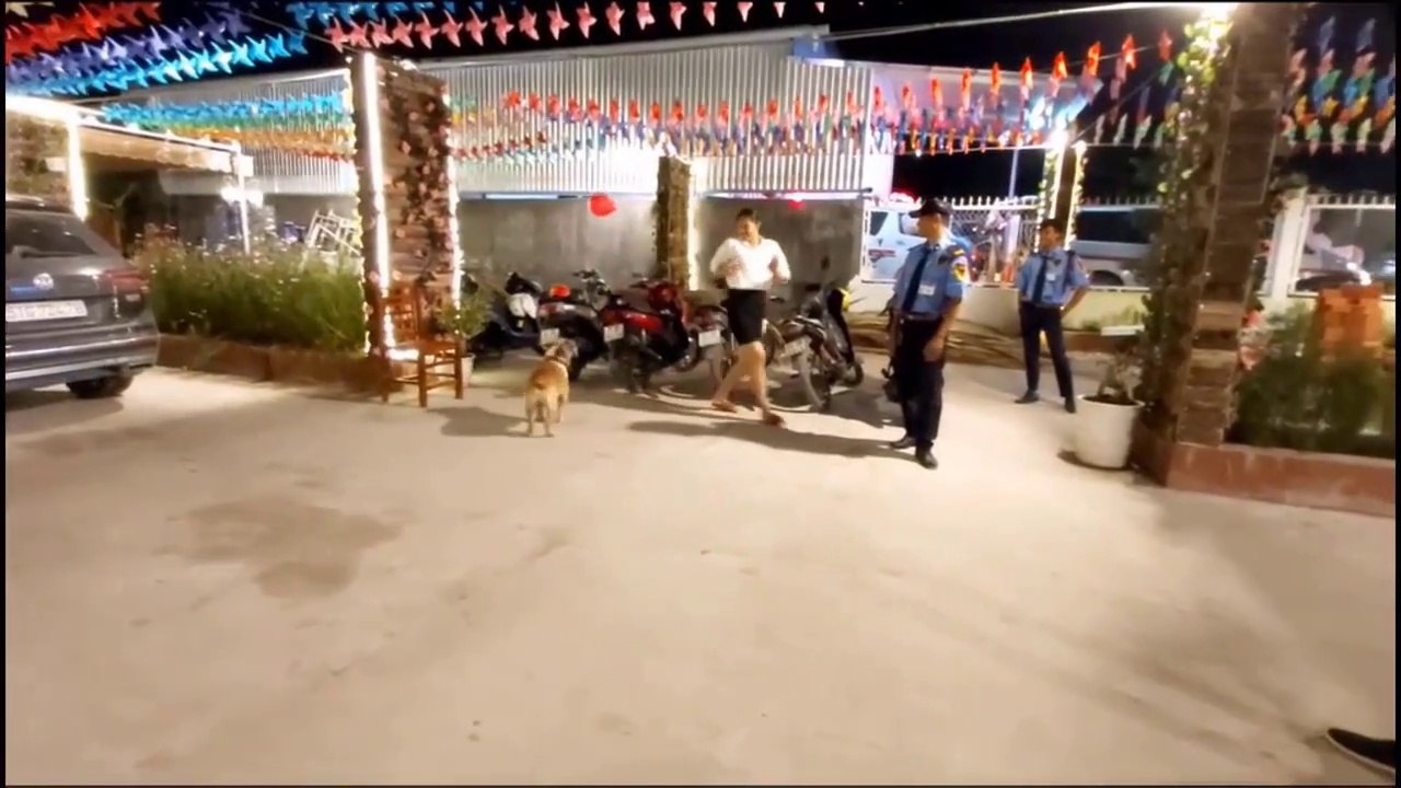 Funny dogs and cats ,funniest cats
