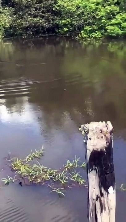 Perro es devorado por cocodrilos