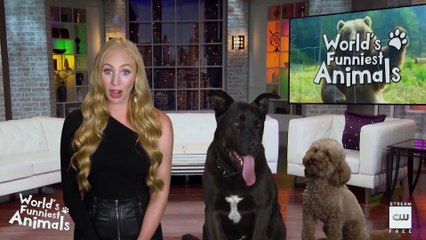 World’s Funniest Animals 1x11- Clip from Season 1 Episode 11 - Jailbreak