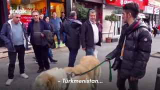 Türkiye'nin En Büyük Köpeği ile Tanışın