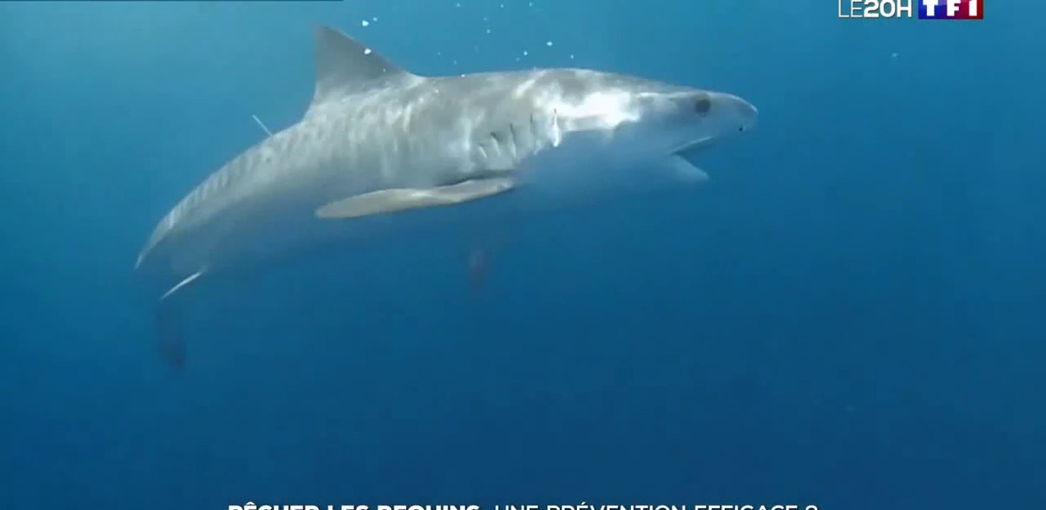 #CriseRequin : La pêche des requins à La Réunion : une prévention efficace ? 22/11/2020
